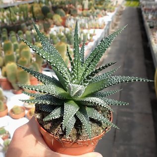 Haworthia fasciata  cv. Cape Town