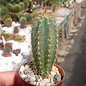 Pilosocereus pachycladus