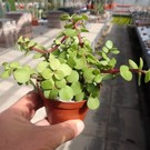 Portulacaria afra cv. Lemon