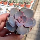 Echeveria cv. Perle von Nürnberg