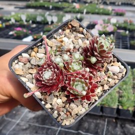 Sempervivum Kappa       (dw)
