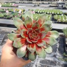 Sempervivum Rotkopf       (dw)