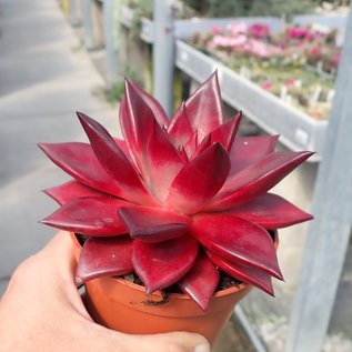 Echeveria agavoides cv. Atlas Rosso