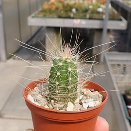 Echinocereus parkeri v. gonzalezii L 1375 Dulces Nombres, N.L., 2500 m, Mexiko