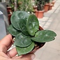 Hoya carnosa  cv. Red