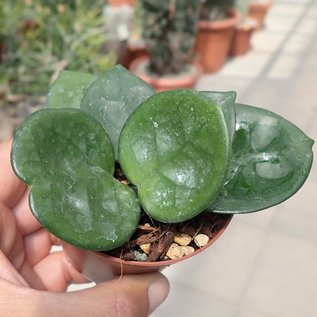 Hoya carnosa  cv. Red