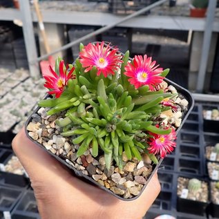 Delosperma cv. Garnet Jewel of Desert       (dw)