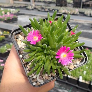 Delosperma cv. Jewel of Desert Candystone       (dw)