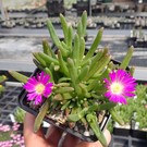 Delosperma cv. Wheels of wonder Purple       (dw)