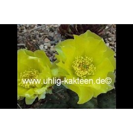 Opuntia rhodantha cv. Dornenlos Richter      (dw)