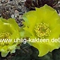 Opuntia rhodantha cv. Dornenlos Richter      (dw)