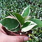 Hoya carnosa cv. Amore variegata