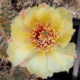 Opuntia hystricina  MUG 119 Pima Co., Süd-Arizona, USA    (dw)