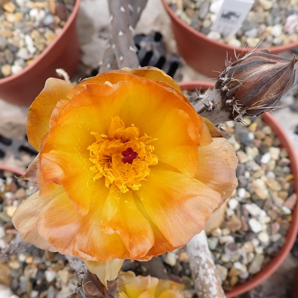 Pterocactus tuberosus Uhlig Kakteen Über 5000 verschiedene Arten