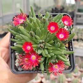 Delosperma cv. Jewel of Desert Garnet  PP 23471     (dw)