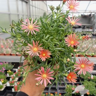 Delosperma cv. Kelardis       (dw)