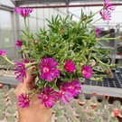 Delosperma cv. Tiffendell KG       (dw)