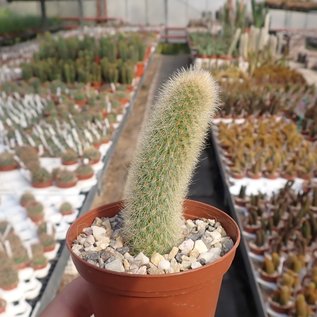 Hildewintera colademononis x Cleistocactus wendlandiorum