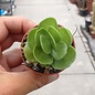 Portulaca molokiniensis   Hawai