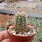 Echinocereus pacificus