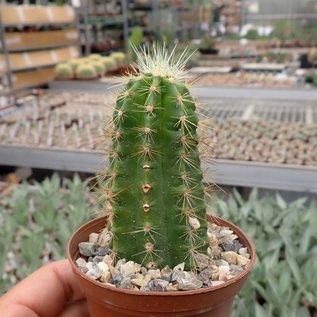 Echinocereus spinigemmatus  L 1246 Westl. San Andres, Sierra Huitchol, Jalisco, 1600 m, Mexiko