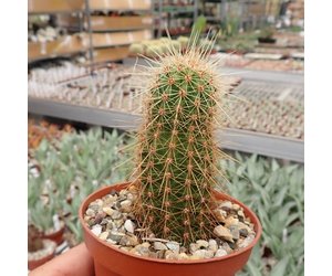 Jeu de lancer cactus Kerlis - Irrijardin