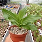 Scadoxus multiflorus ssp. katheriane  RSA und Namibia