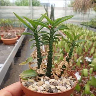 Pedilanthus tithymaloides cv. compacta