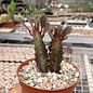 Euphorbia trigona cv. rubra