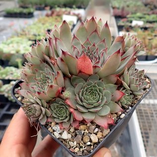 Sempervivum Turmalin       (dw)