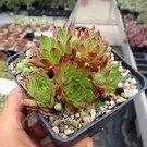 Sempervivum Winter Beauty       (dw)