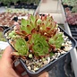 Sempervivum Winter Beauty       (dw)