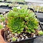 Sempervivum marmoreum ssp. reginae-amaliae Typ macedonicum      (dw)