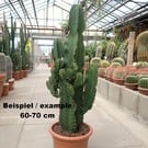 Euphorbia ingens XL