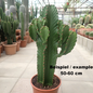 Euphorbia ingens XL