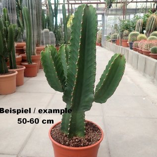 Euphorbia ingens XL