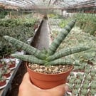 Sansevieria cylindrica cv. Boncellensis