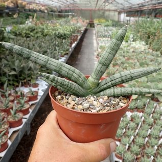 Sansevieria cylindrica cv. Boncellensis