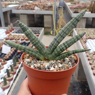 Sansevieria cylindrica cv. Boncellensis