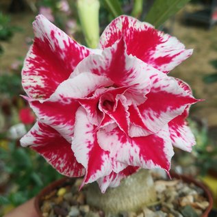 Adenium obesum White- Red Pelargonium CC 51  gepfr.