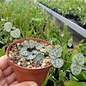 Ceropegia woodii