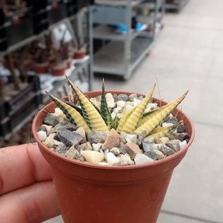 Haworthia limifolia cv. variegata