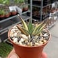 Haworthia limifolia cv. variegata