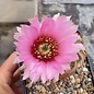 Echinocereus reichenbachii