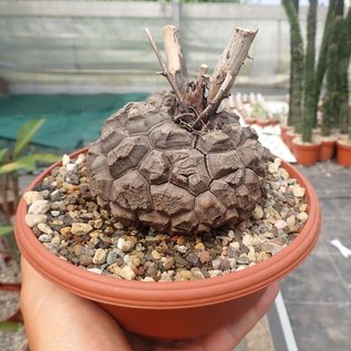 Dioscorea elephantipes XL