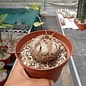 Dioscorea mexicana syn. macrostachya
