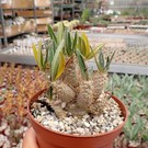 Pachypodium rosulatum v. gracilius