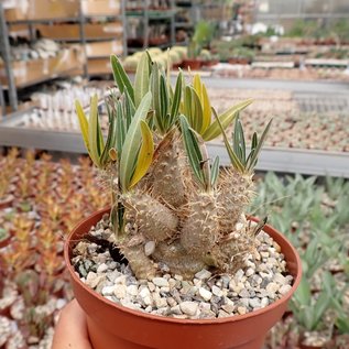 Pachypodium rosulatum v. gracilius  Madagaskar