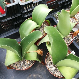 Haemanthus albiflos cv. Latafolia