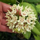 Hoya spec.  UT 029